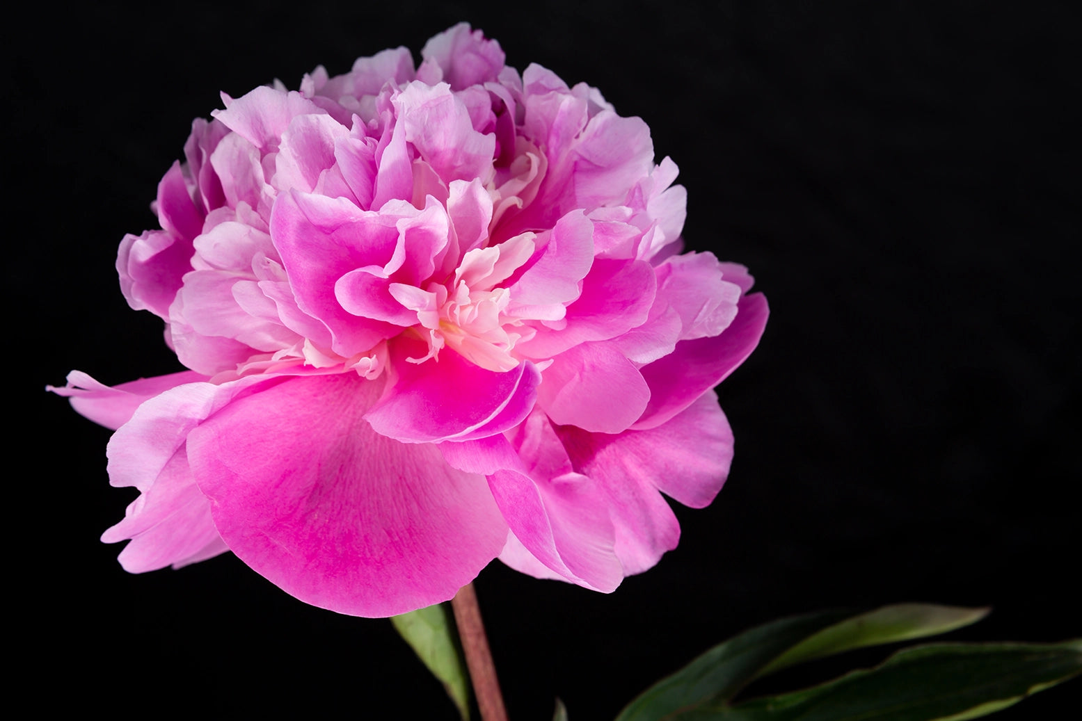 The delicate beauty of a pink peony in full bloom. Actual format of the artwork.