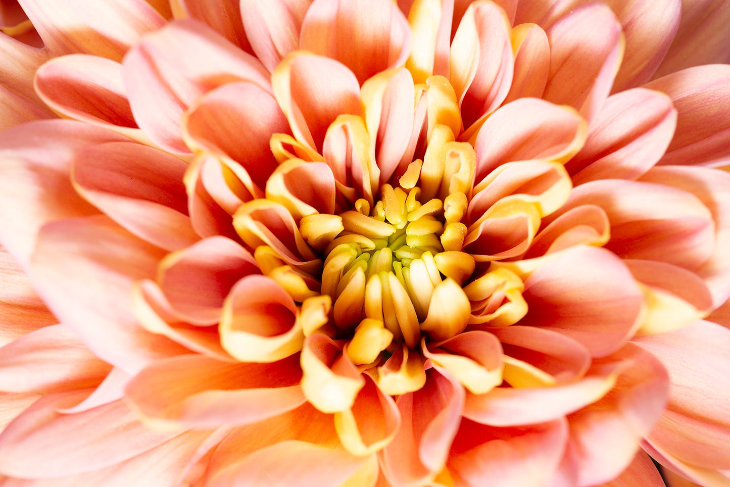 Extreme close-up the delicate beauty of an orange dahlia in full bloom. Actual format of the artwork.