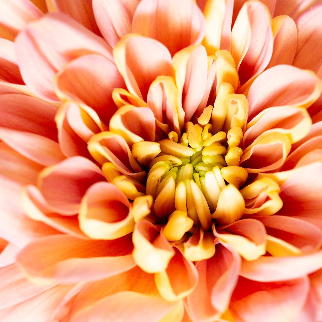 Thumbnail of extreme close-up the delicate beauty of an orange dahlia in full bloom. 