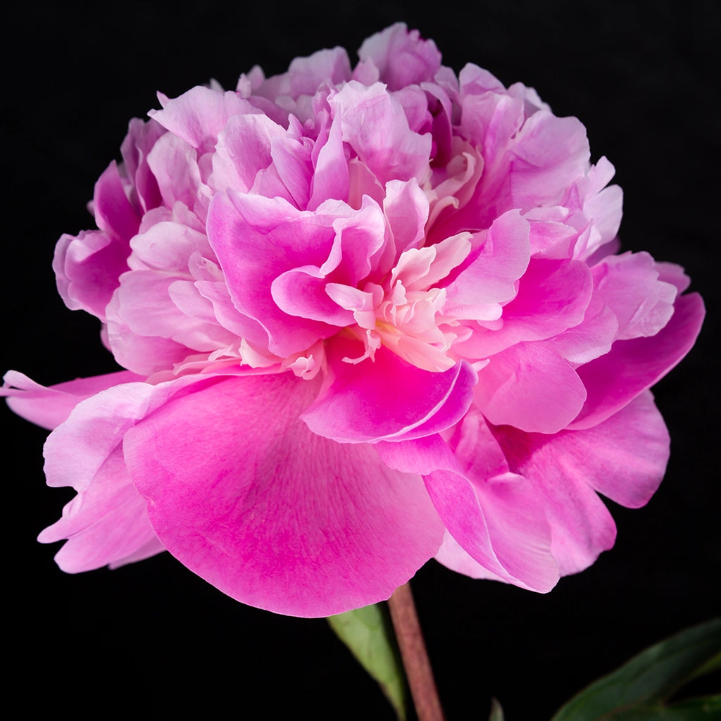 Close-up of a pink peony flower against a black background