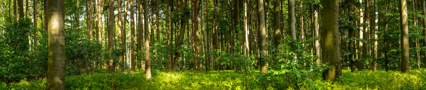 A breathtaking panoramic artwork that captures the lush, untamed beauty of a sunlit woodland. Actual format of the artwork.