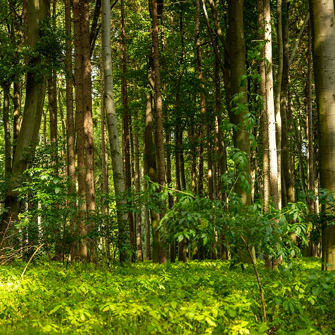 Thumbnail of a breathtaking panoramic artwork that captures the lush, untamed beauty of a sunlit woodland.