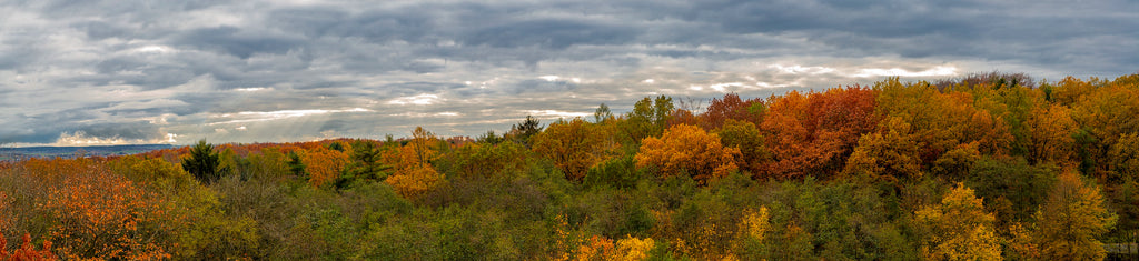 Scenic view of autumn trees with a cloudy sky