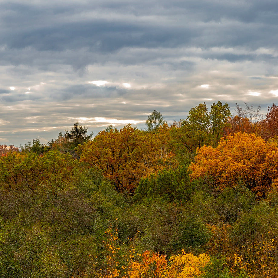 Autumn forest with colorful trees under a cloudy sky
