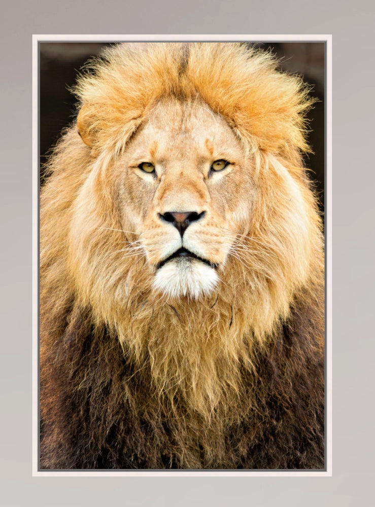 Lion's Closeup. Premium.