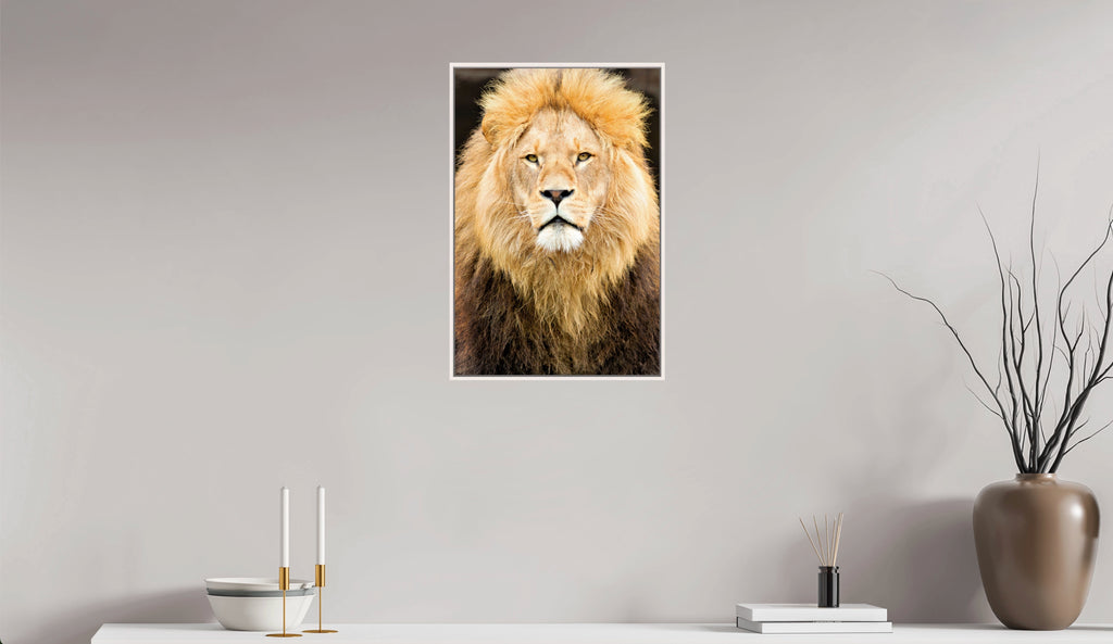 Lion's Closeup. Premium.