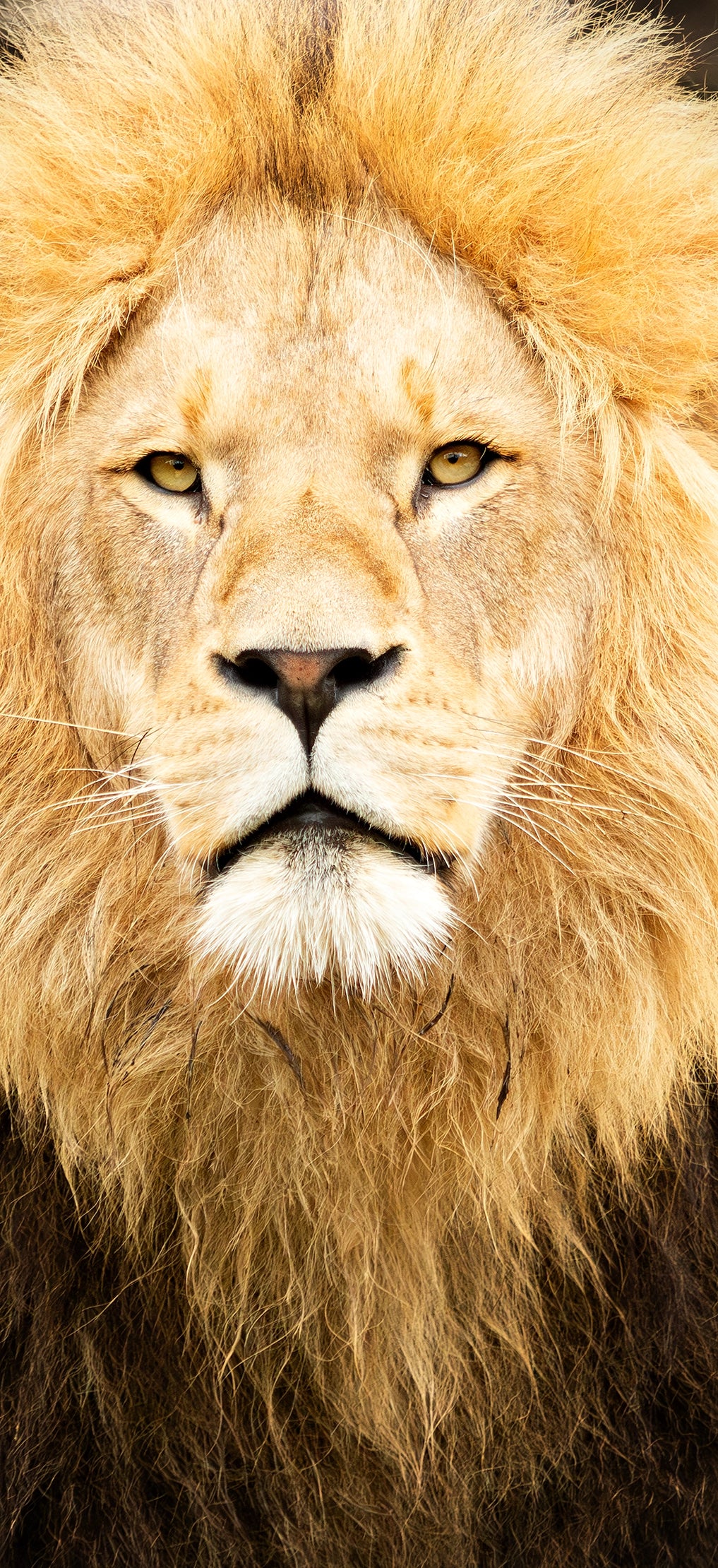 Extreme close-up, high-resolution portrait of a majestic male lion with a full, golden mane. Actual format of the artwork.