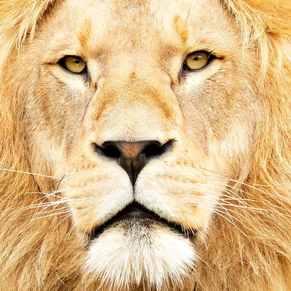 Thumbnail of Extreme close-up, high-resolution portrait of a majestic male lion with a full, golden mane.