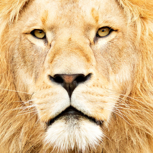 Thumbnail of Extreme close-up, high-resolution portrait of a majestic male lion with a full, golden mane.