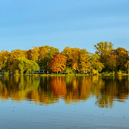 Thumbnail of a panoramic photograph that captures the serene beauty of an autumn day, where a line of vibrant, golden-hued trees stands gracefully along the calm waters of the lake.