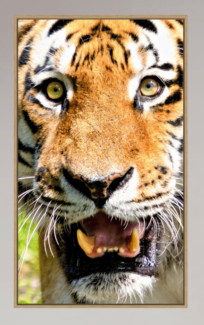 Bengal Tiger's Closeup. Premium.