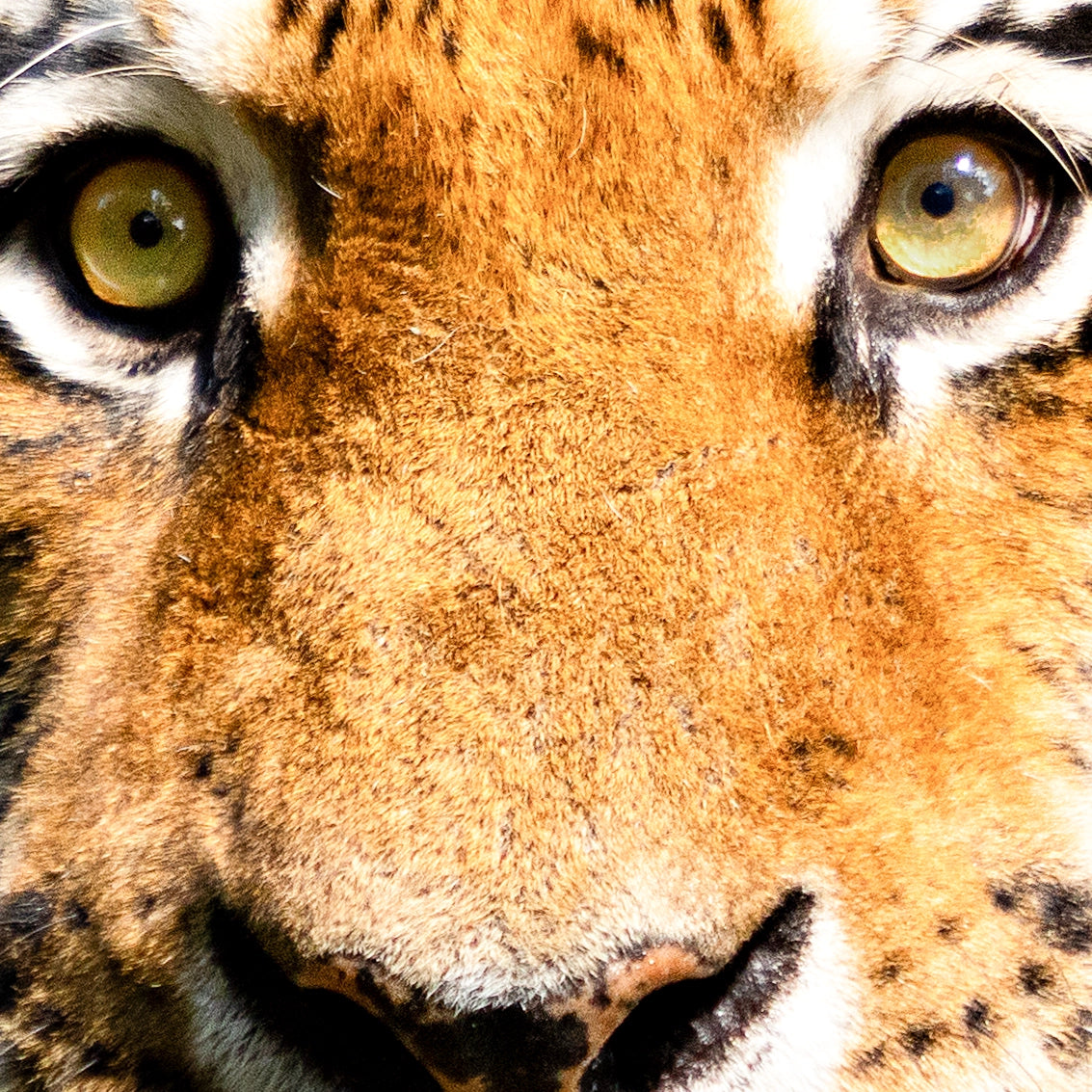 Thumbnail of  extreme-up portrait of a majestic tiger with striking orange and black stripes. 